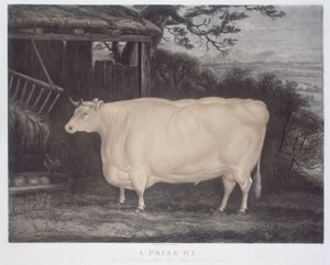 A Prize Ox, Engraved by John Thompson by Thomas Weaver